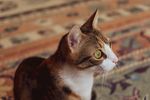 可爱的小猫