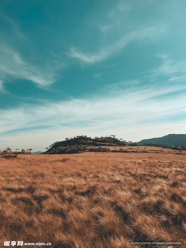 风景麦浪