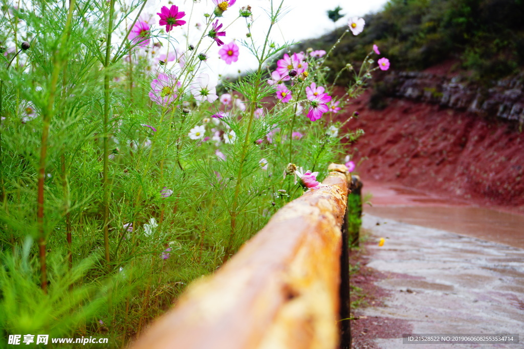 花风景