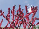 春天  桃花