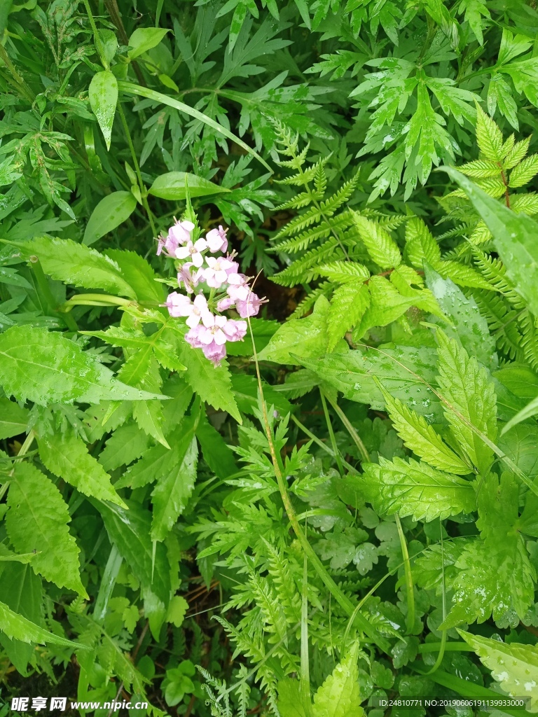 小花