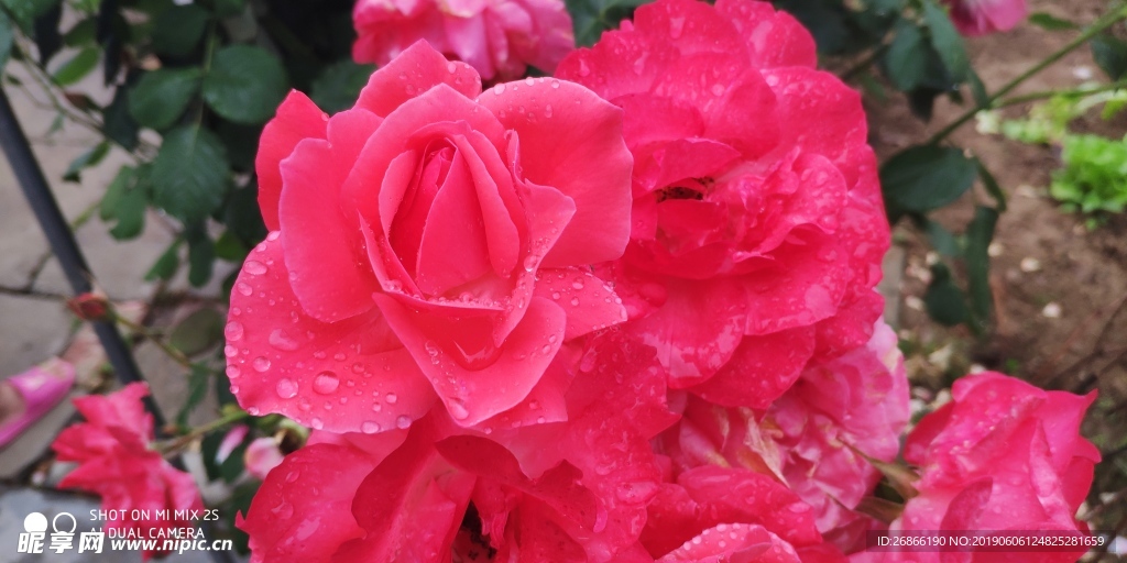 雨后的月季花