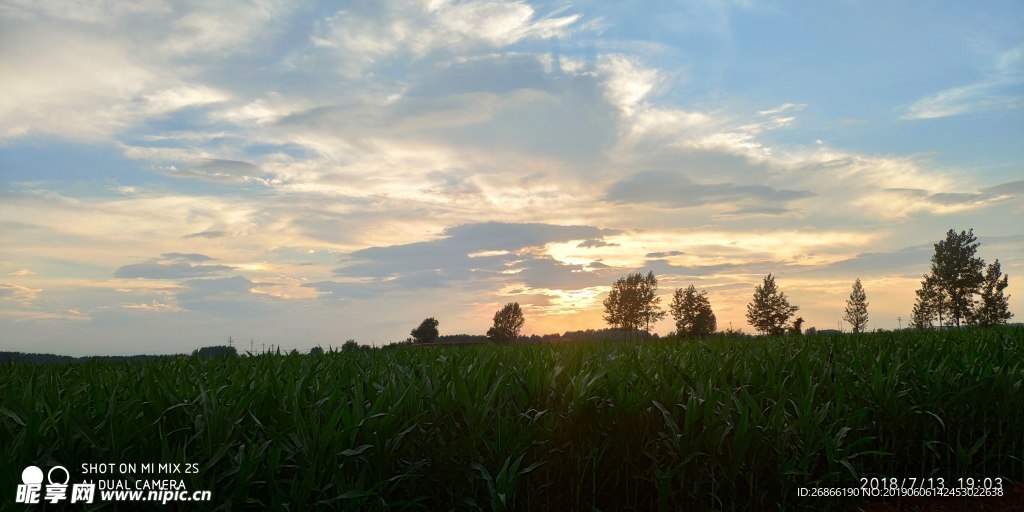 夕阳下的玉米地