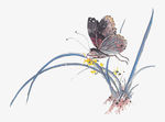 花卉 素材 元素  昆虫 海报