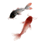 素描黑红鲤鱼免抠素材