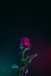 玫瑰花黑色背景