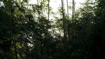 梧桐山