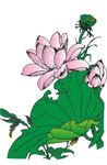 荷花