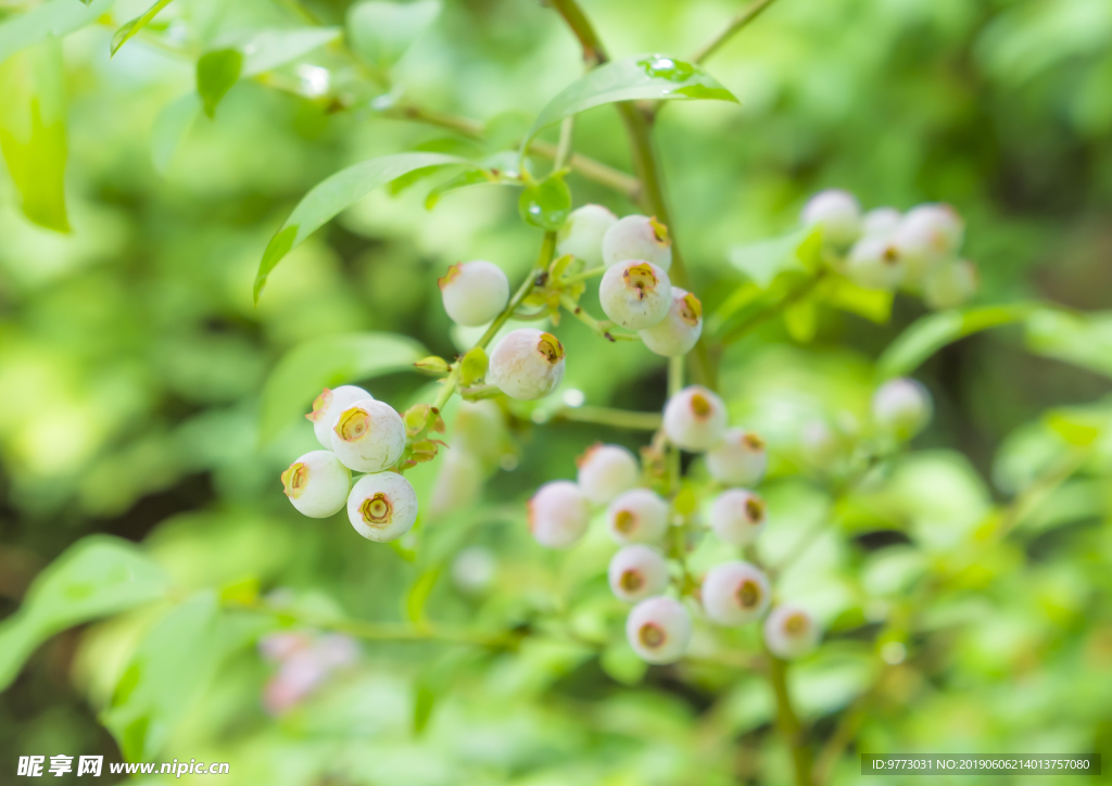 蓝莓