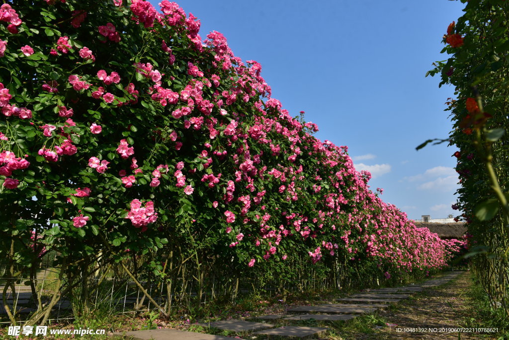 花海迷宫