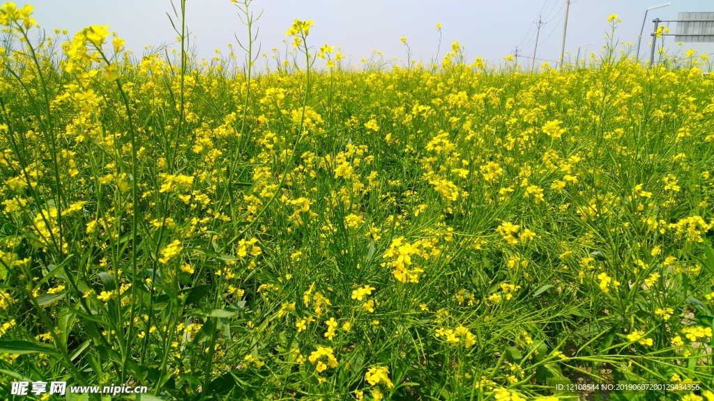 油菜花