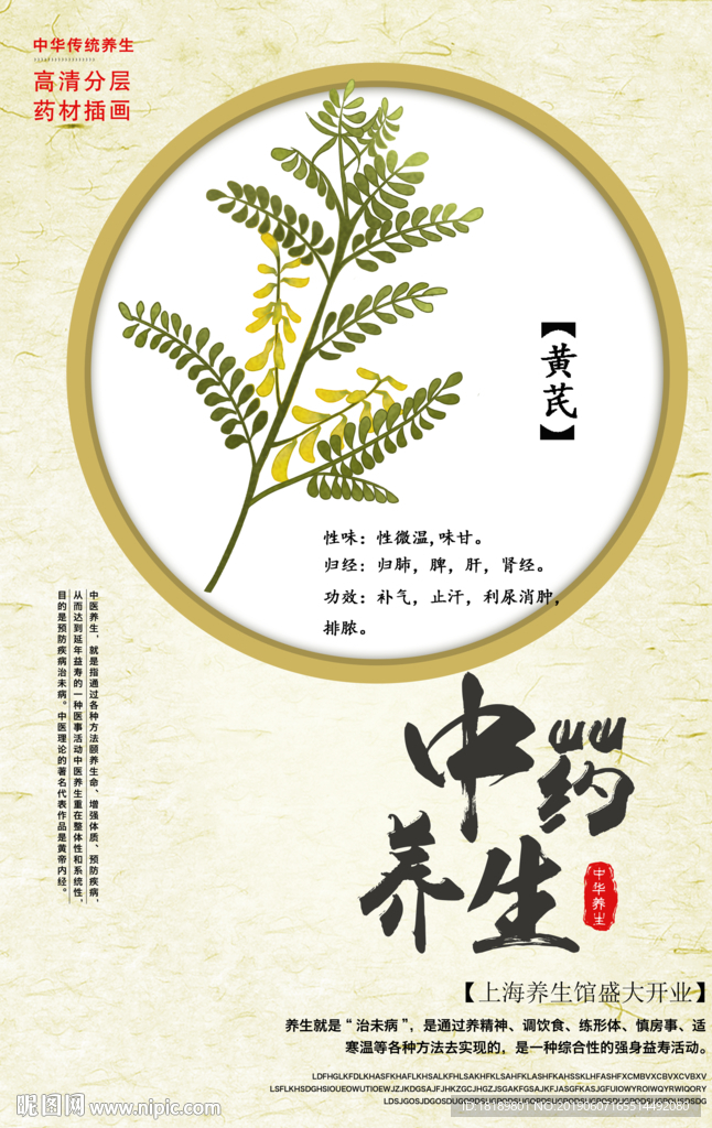 手绘黄芪
