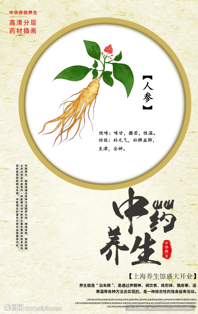 手绘人参