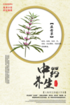 手绘益母草