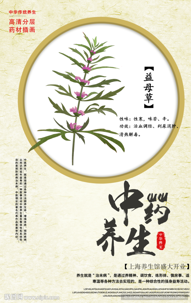 手绘益母草