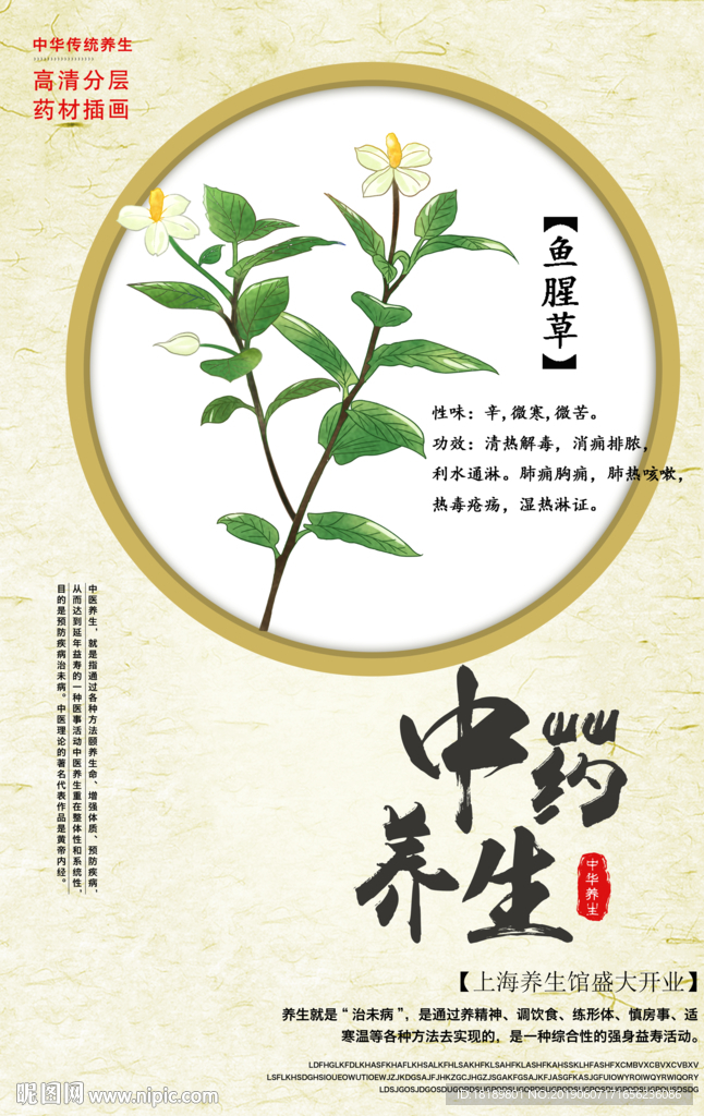手绘鱼腥草