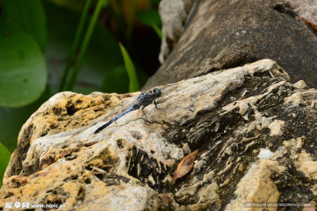 荷塘蓝蜻蜓