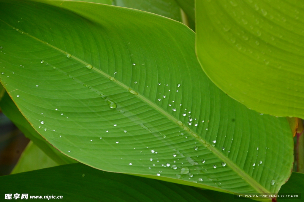 水珠花叶