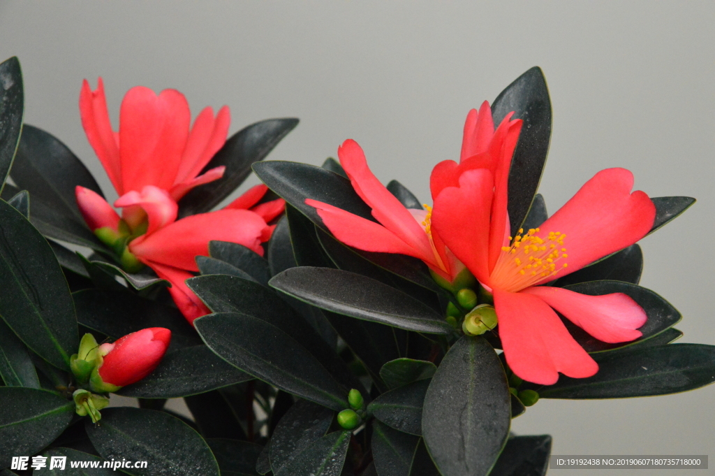 茶花 山茶