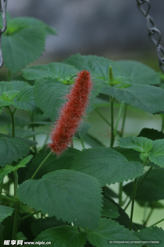 红穗铁苋菜