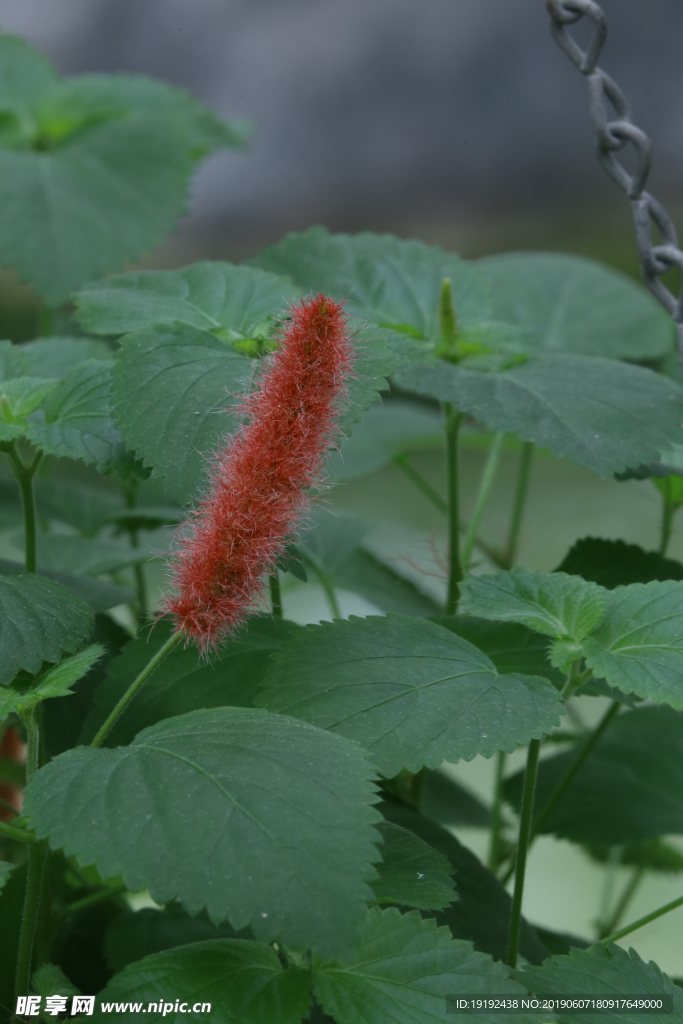 红穗铁苋菜