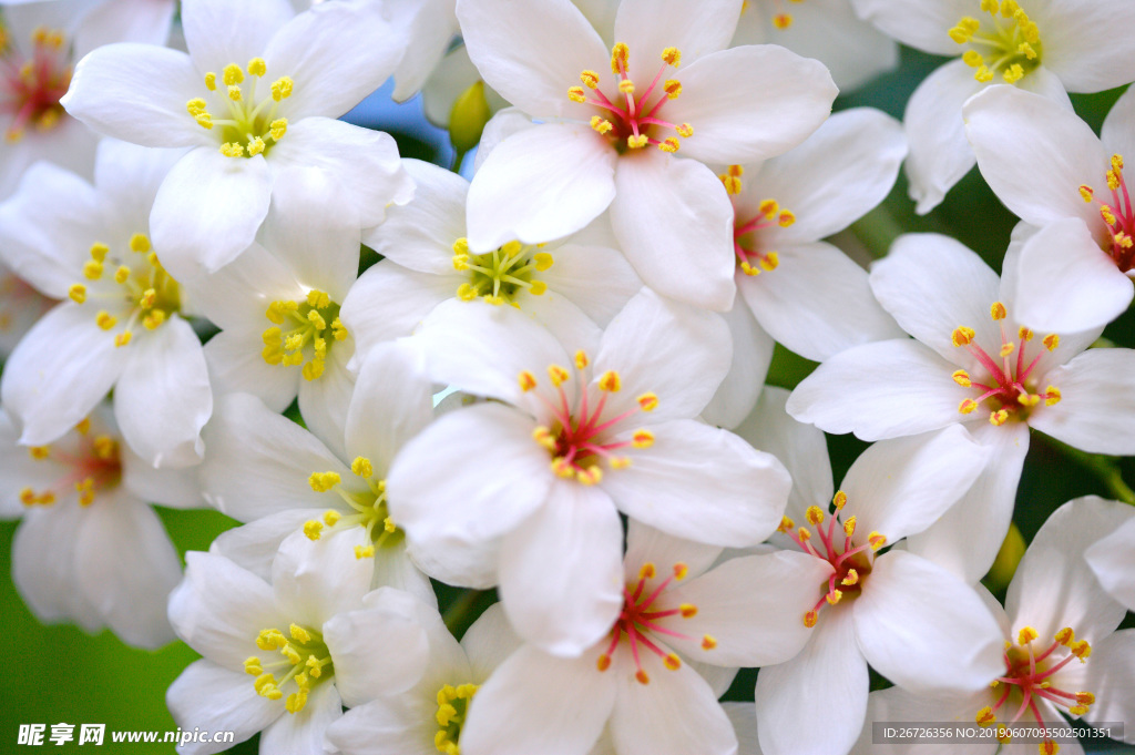 花