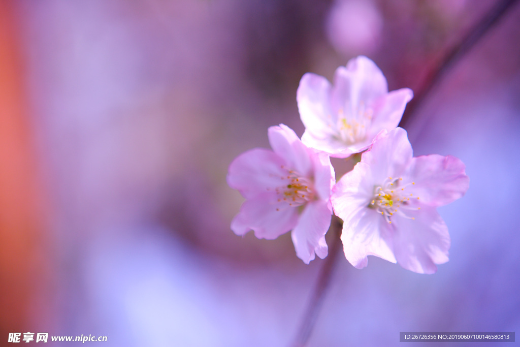 花朵 自然 樱花