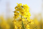 油菜花