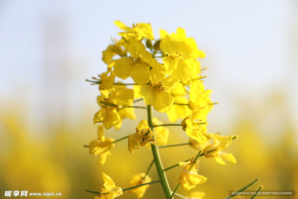 油菜花