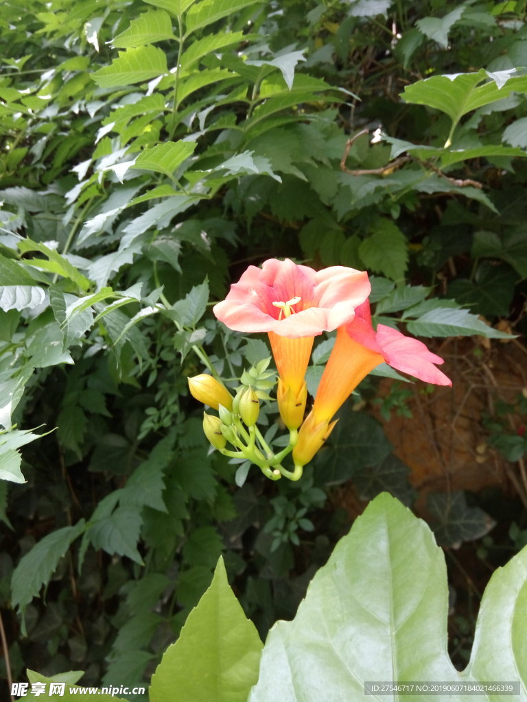 凌霄花