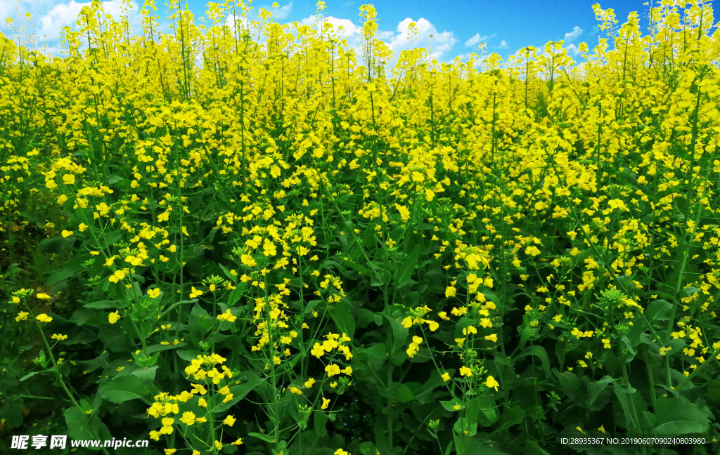 油菜花海