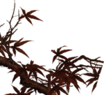 古风 国风 工笔画花 免抠素材