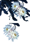 古风 国风 工笔画花 免抠素材
