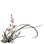 古风 国风 工笔画花 免抠素材