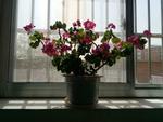 植物