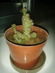 仙人掌