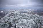 花果山雪松