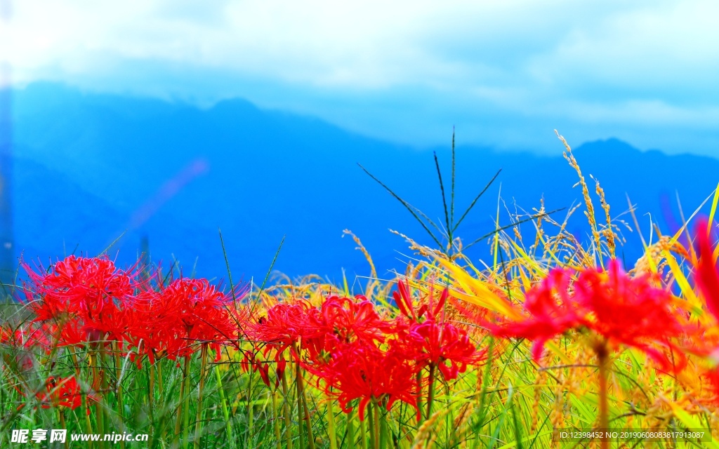 山顶的野花