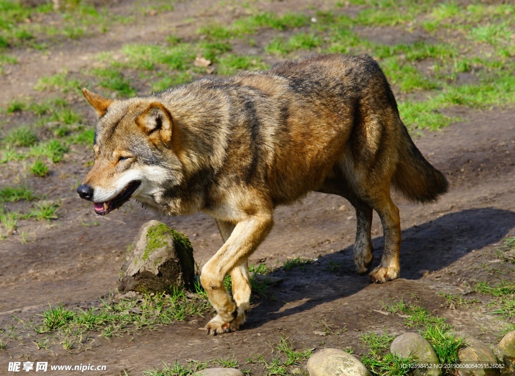 野狼