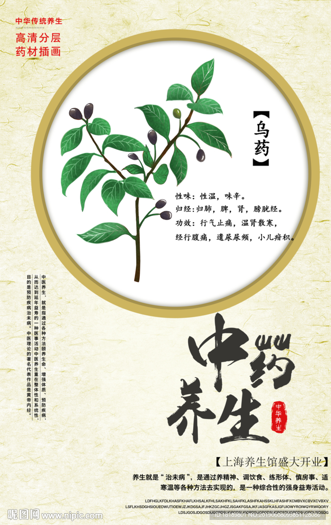 手绘乌药