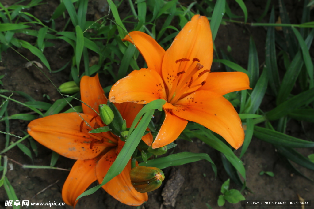 百合花