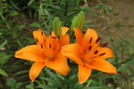百合花