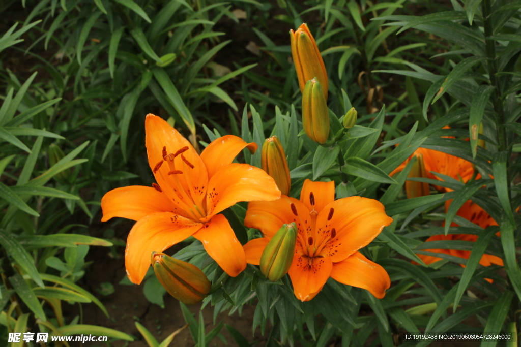 百合花