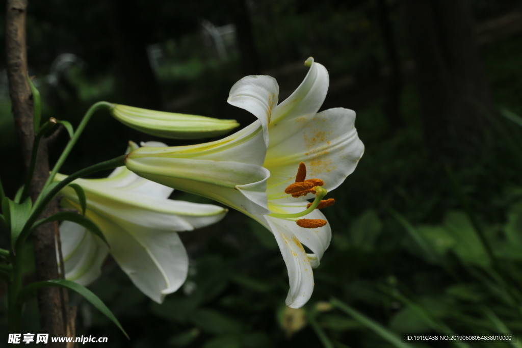 百合花