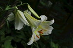 百合花