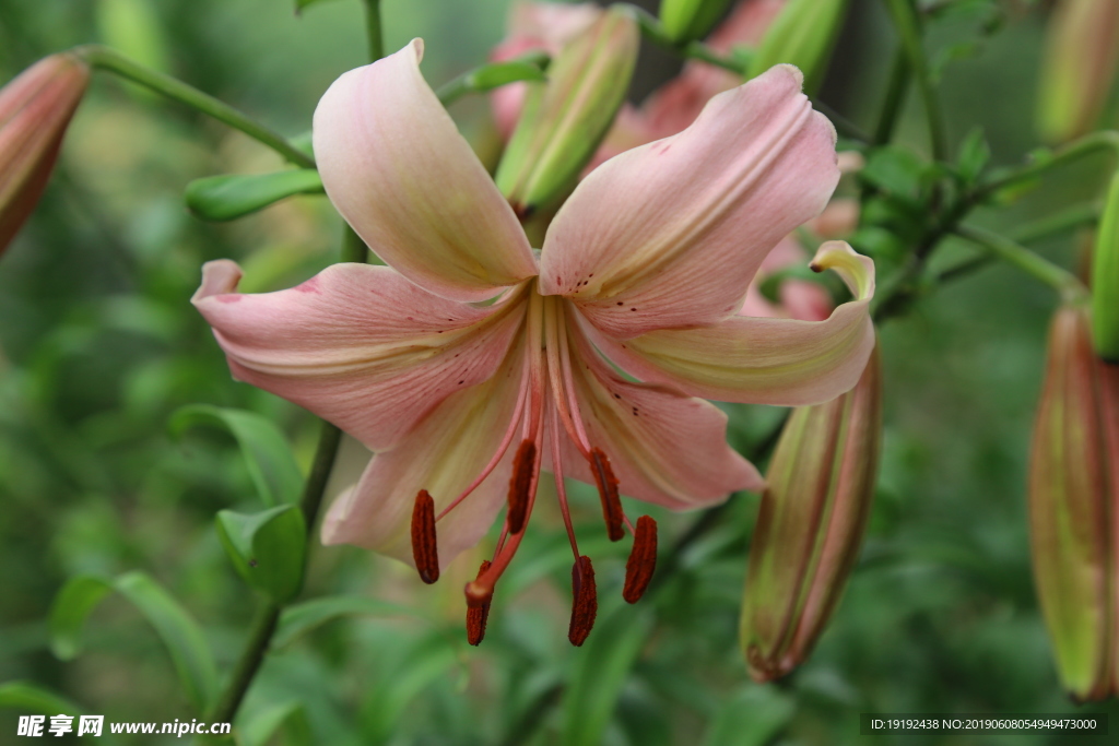百合花