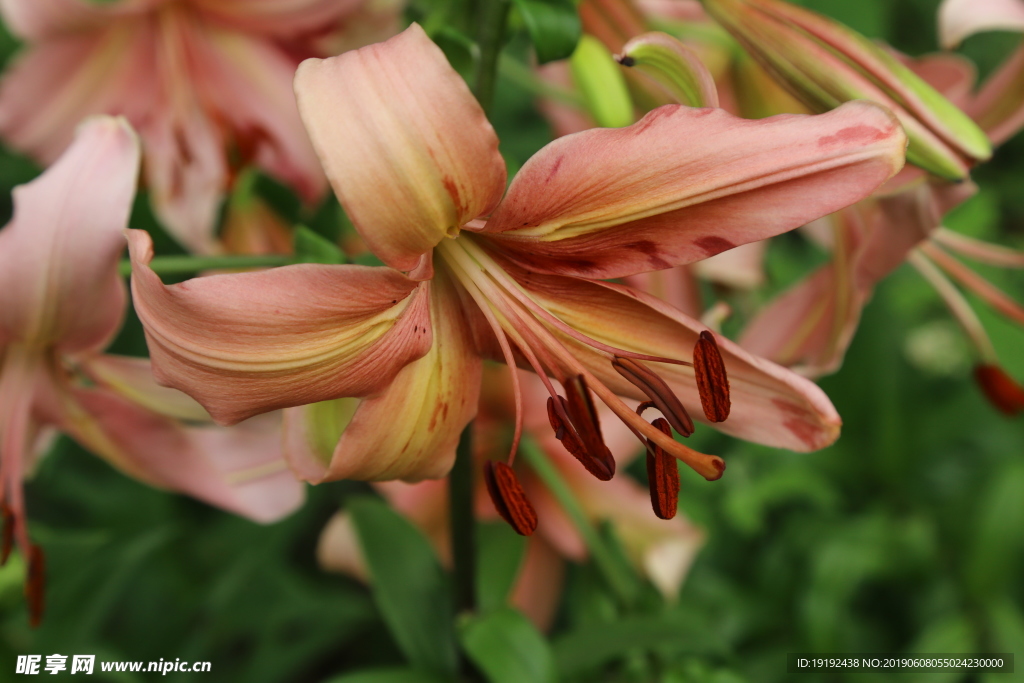 百合花