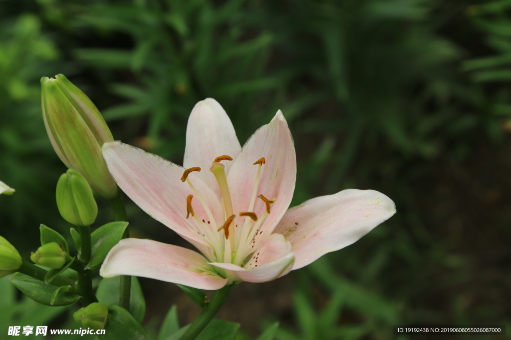 百合花