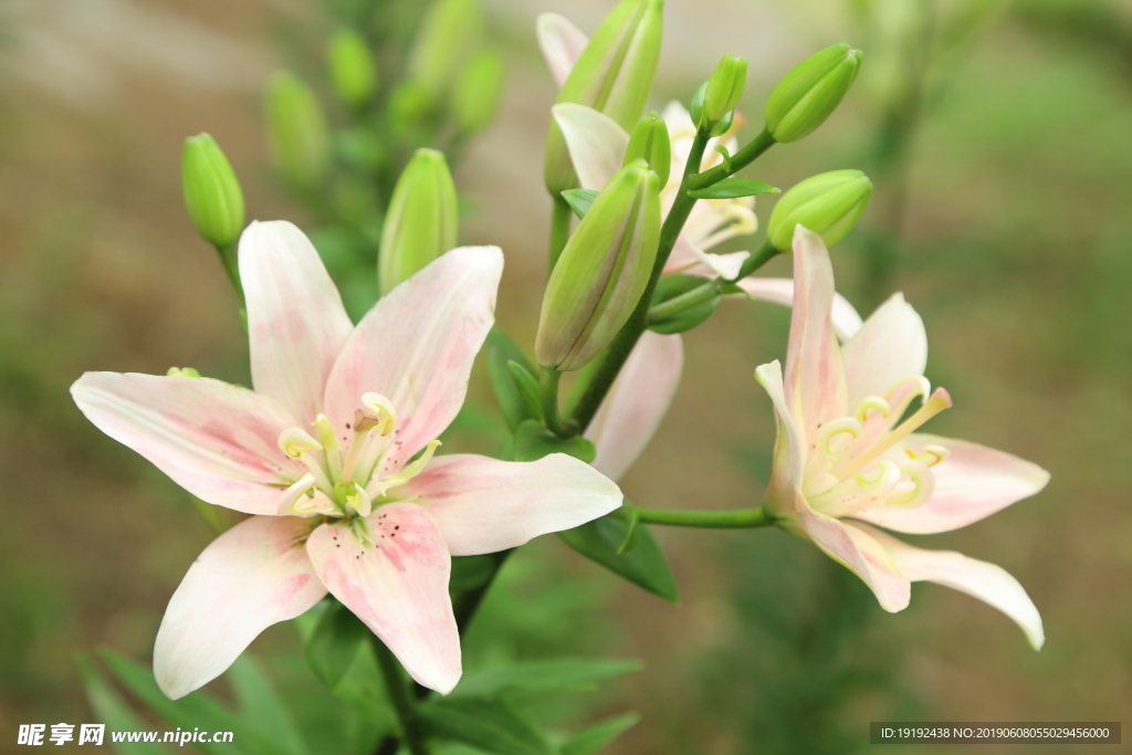 百合花