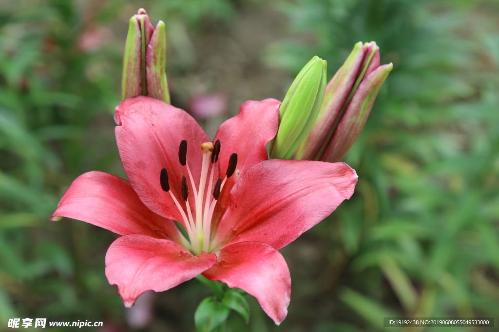 百合花